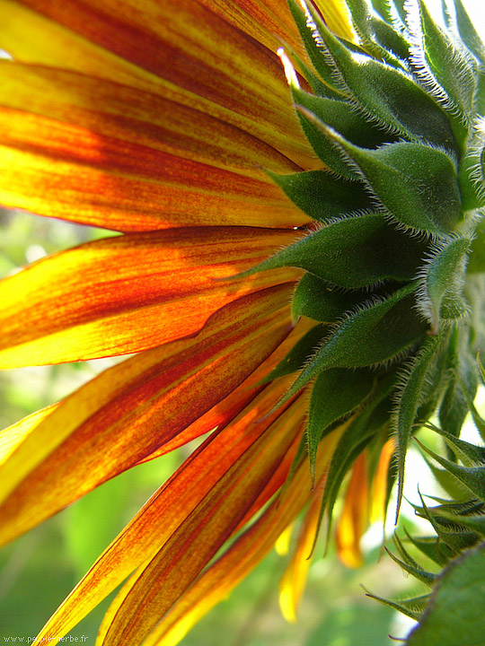 Photo macro fleur Tournesol (Helianthus annuus)