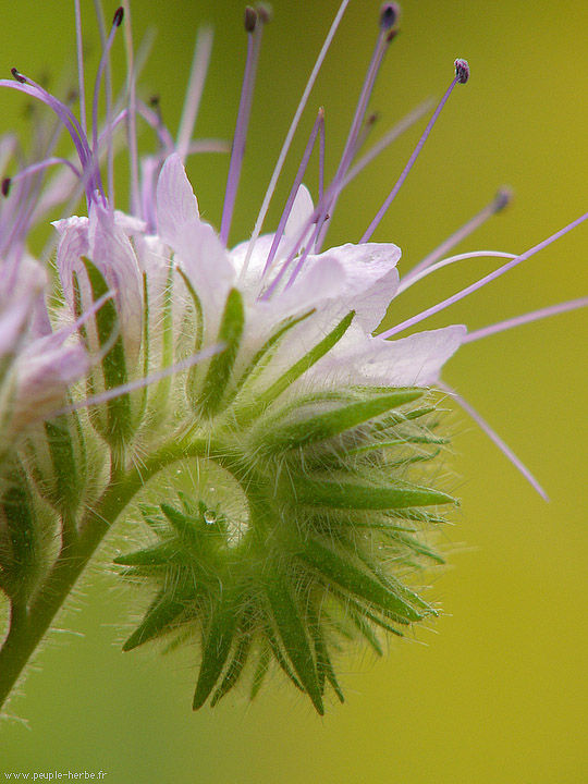 Photo macro fleur Phacélie à feuilles de tanaisie (Phacelia tanacetifolia)