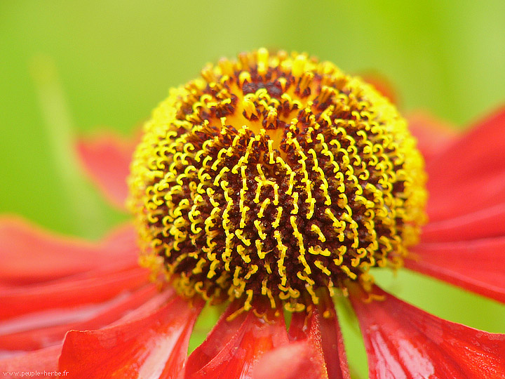 Photo macro fleur Helenium 'Kupfersprudel' (Helenium 'Kupfersprudel')