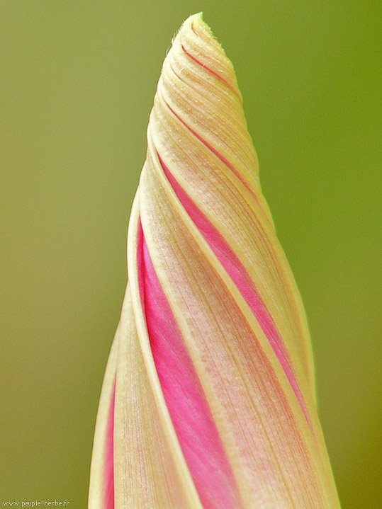 Photo macro fleur Ipomée (Ipomoea purpurea)