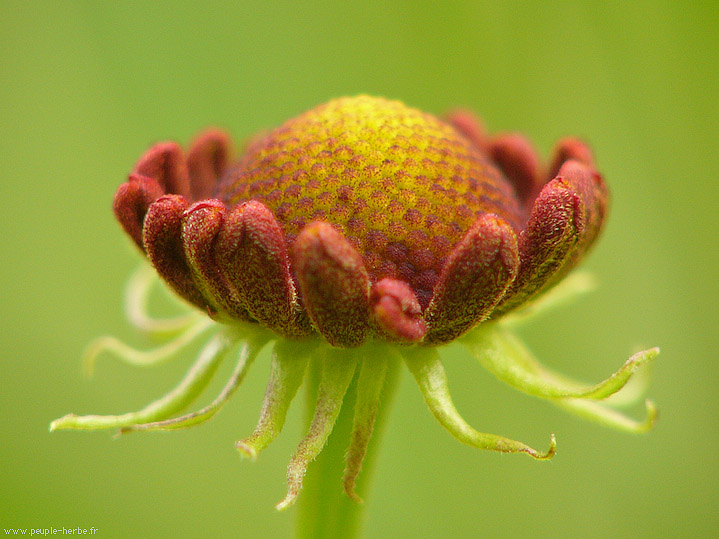 Photo macro fleur Helenium 'Kupfersprudel' (Helenium 'Kupfersprudel')