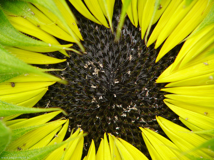 Photo macro fleur Tournesol (Helianthus annuus)