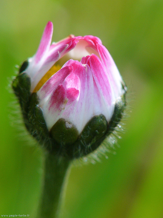 Photo macro fleur Pâquerette (Bellis perennis)