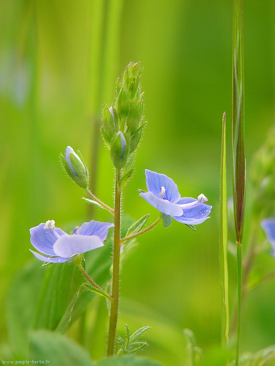 Photo macro fleur Véronique petit-chêne (Veronica chamaedrys)