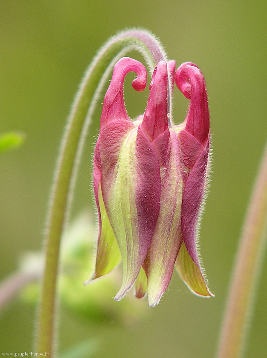 Photo macro fleur Ancolie (Aquilegia vulgaris)