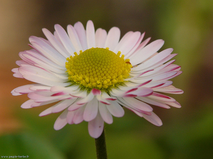 Photo macro fleur Pâquerette (Bellis perennis)