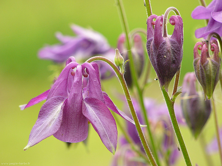 Photo macro fleur Ancolie (Aquilegia vulgaris)