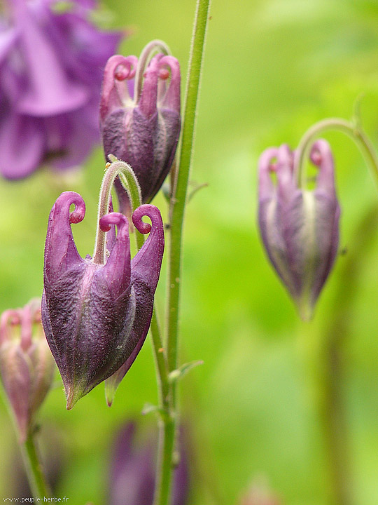 Photo macro fleur Ancolie (Aquilegia vulgaris)
