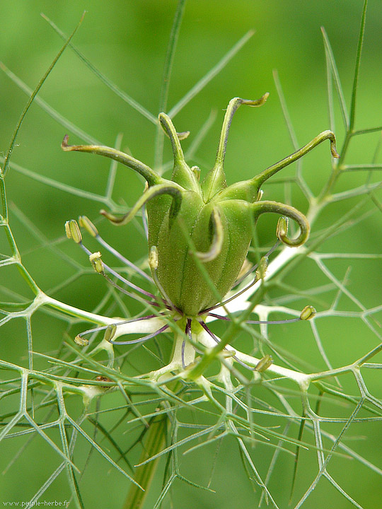 Photo macro fleur Nigelle de Damas (Nigella damascena)