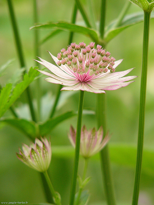 Photo macro fleur Astrance 'Roma' (Astrantia major 'Roma')