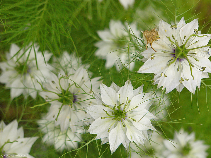 Photo macro fleur Nigelle de Damas (Nigella damascena)