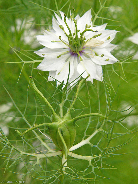 Photo macro fleur Nigelle de Damas (Nigella damascena)