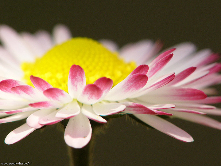Photo macro fleur Pâquerette (Bellis perennis)