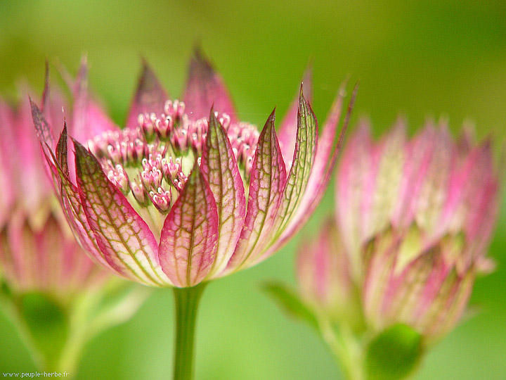 Photo macro fleur Grande astrance 'Claret' (Astrantia major 'Claret')