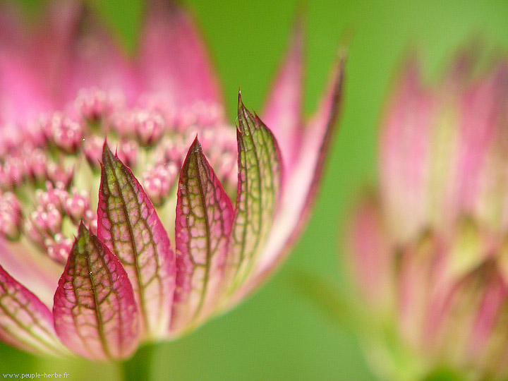 Photo macro fleur Grande astrance 'Claret' (Astrantia major 'Claret')