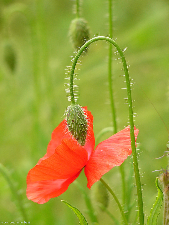 Photo macro fleur Coquelicot (Papaver rhoeas)