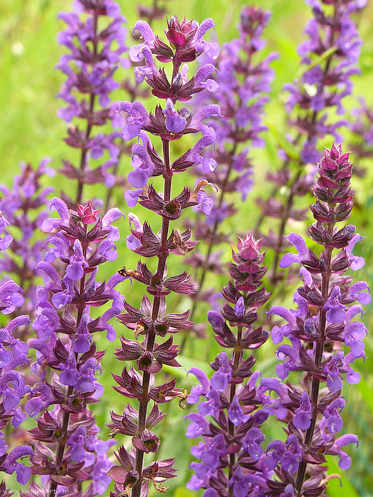 Photo macro fleur Sauge nemorosa (Salvia nemorosa)
