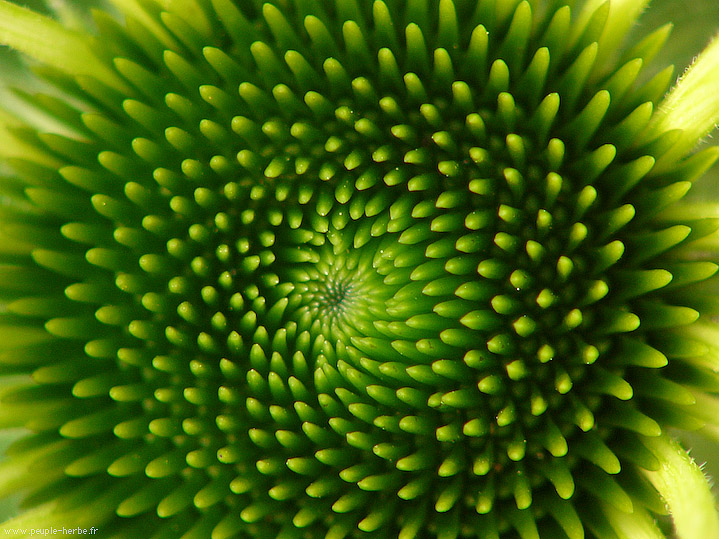 Photo macro fleur Echinacée 'Alba' (Echinacea purpurea 'Alba')