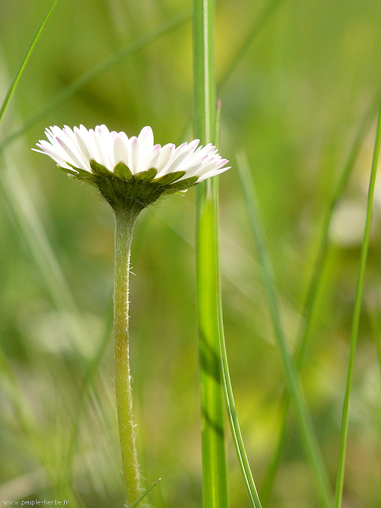 Photo macro fleur Pâquerette (Bellis perennis)