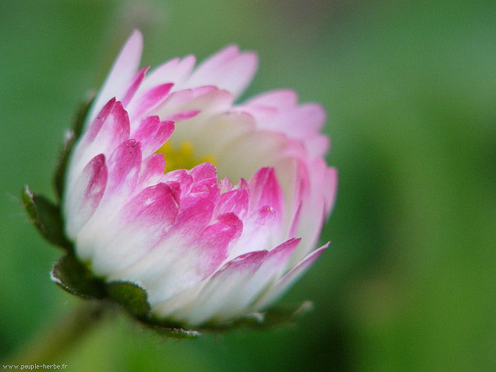 Photo macro fleur Pâquerette (Bellis perennis)