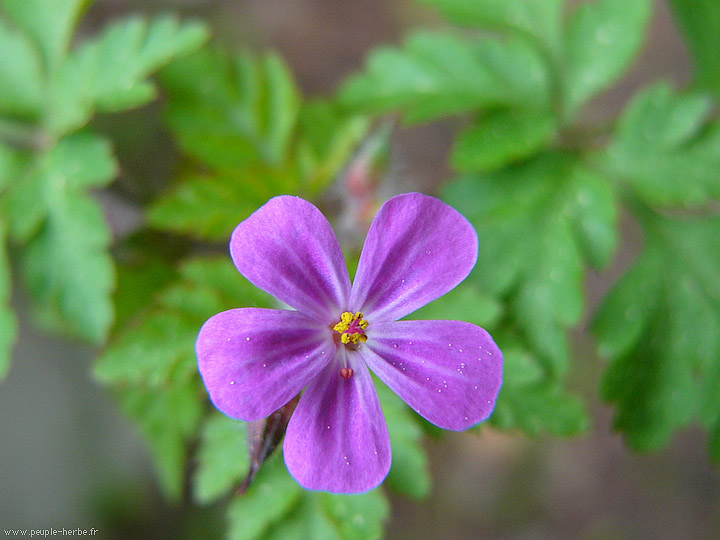 Photo macro fleur Herbe de saint Robert (Geranium robertianum)