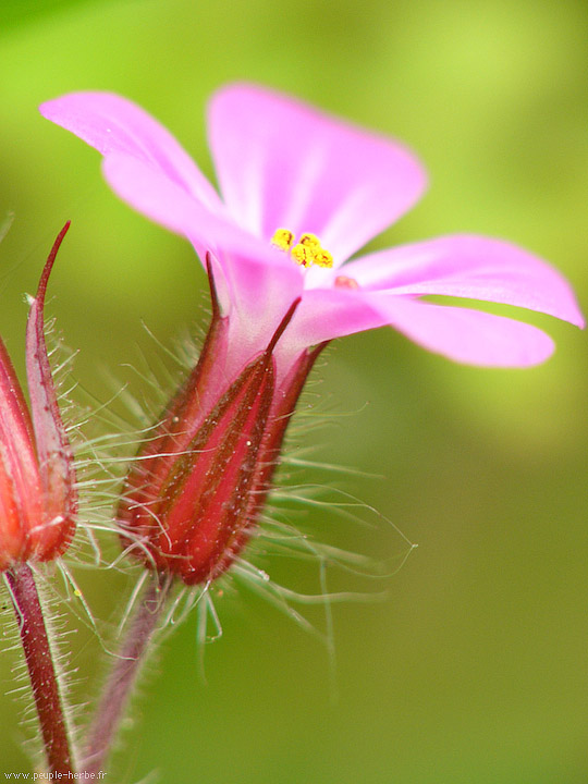 Photo macro fleur Herbe de saint Robert (Geranium robertianum)