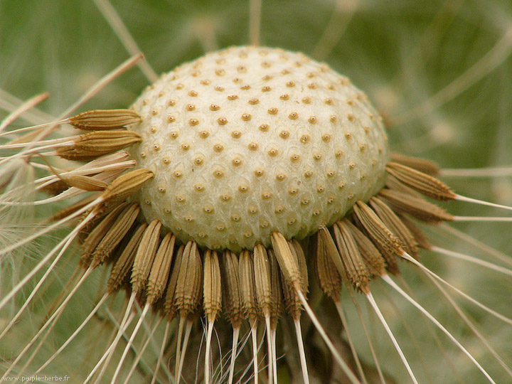 Photo macro fleur Pissenlit (Taraxacum officinale)