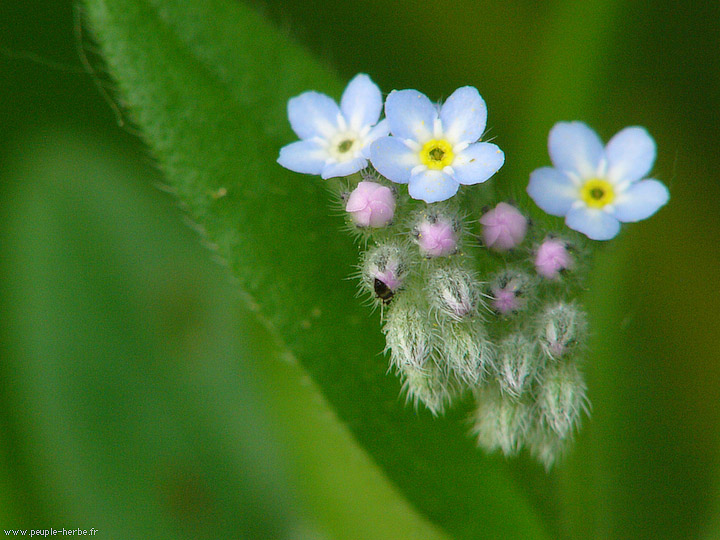 Photo macro fleur Myosotis des champs (Myosotis arvensis)