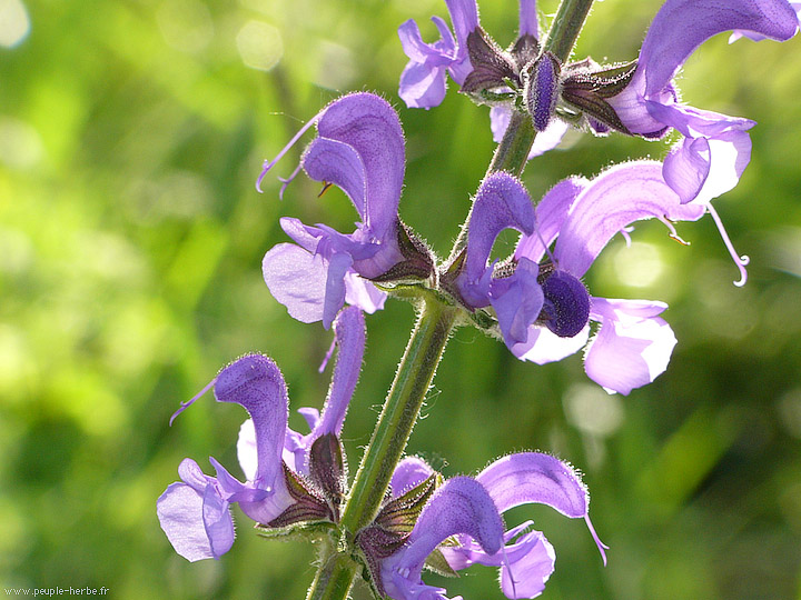 Photo macro fleur Sauge des prés (Salvia pratensis)