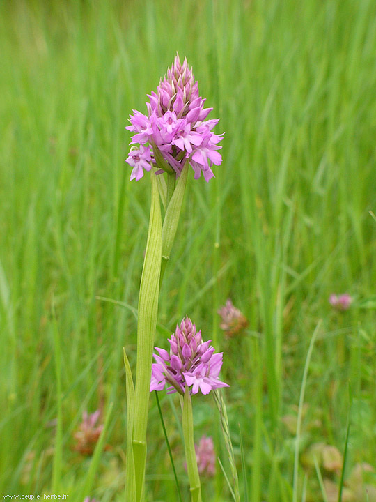 Photo macro fleur Orchis pyramidal (Anacamptis pyramidalis)