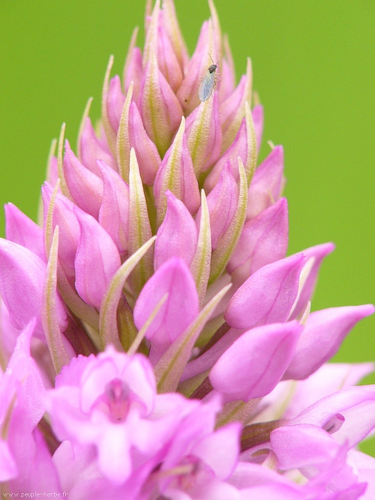 Photo macro fleur Orchis pyramidal (Anacamptis pyramidalis)