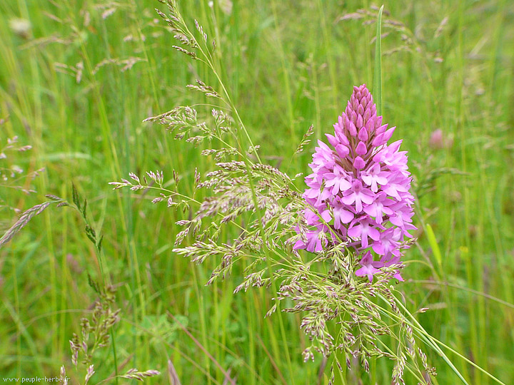 Photo macro fleur Orchis pyramidal (Anacamptis pyramidalis)