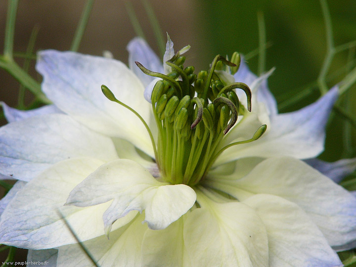 Photo macro fleur Nigelle de Damas (Nigella damascena)