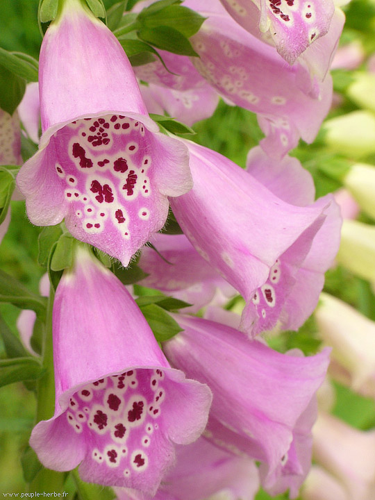 Photo macro fleur Digitale pourpre (Digitalis pupurea)