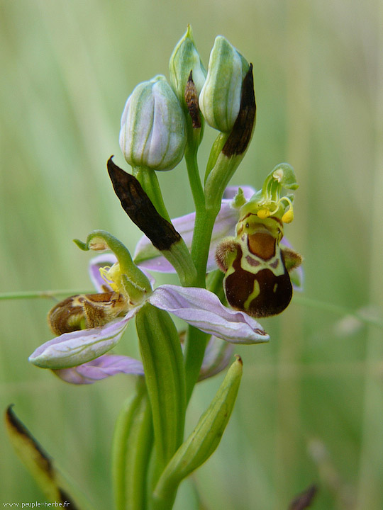 Photo macro fleur Ophrys abeille (Ophrys apifera)