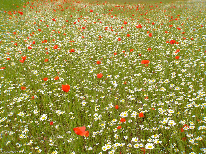 Photo fleur Marguerites et coquelicots (Leucanthemum vulgare)