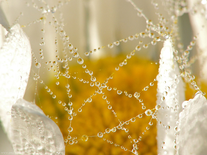 Photo macro fleur Marguerite (Leucanthemum vulgare)