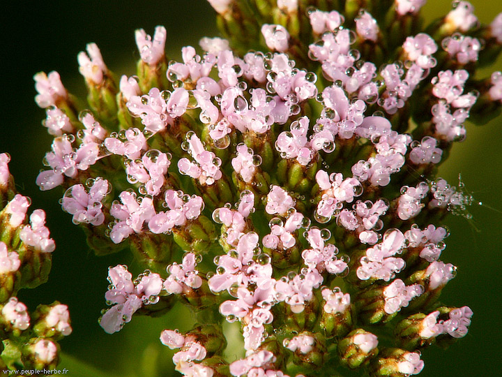 Photo macro fleur Achillée millefeuille (Achillea millefolium)