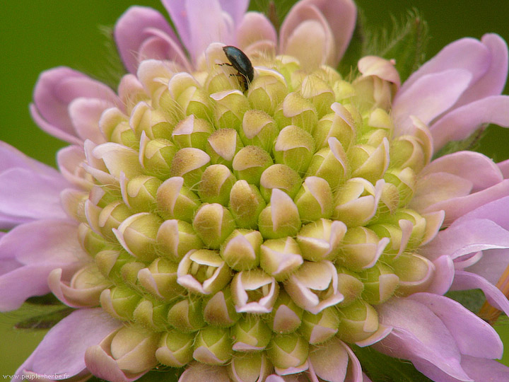 Photo macro fleur Scabieuse des champs (Knautia arvensis)