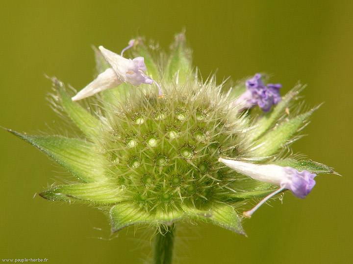 Photo macro fleur Scabieuse des champs (Knautia arvensis)