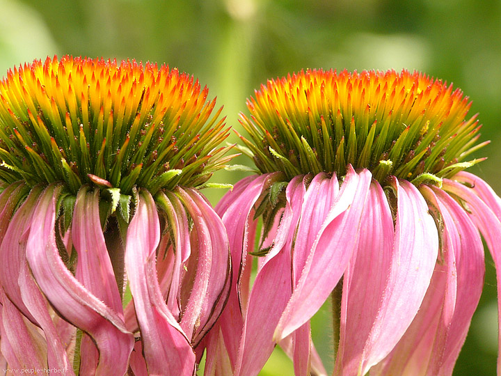 Photo macro fleur Echinacée pourpre (Echinacea Purpurea)