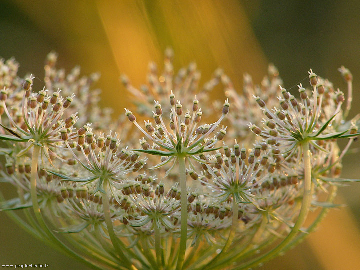 Photo macro fleur Carotte sauvage (Daucus carota)