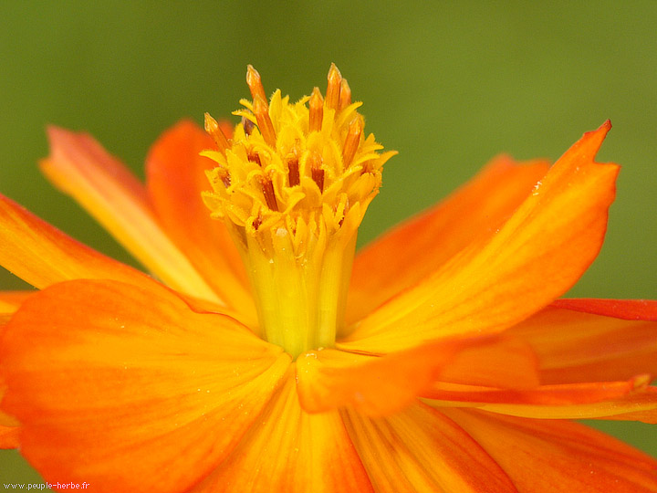 Photo macro fleur Cosmos sulfureux (Cosmos sulphureus)