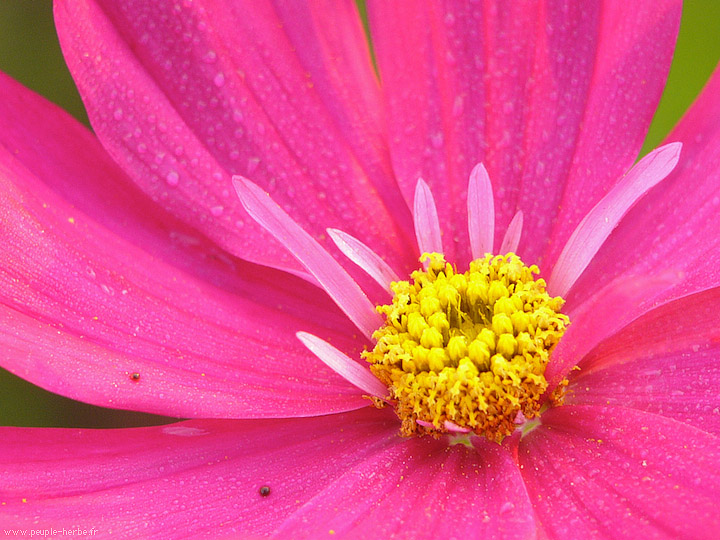Photo macro fleur Cosmos (Cosmos bipinnatus)
