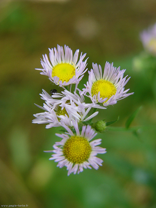 Photo macro fleur Vergerette (Erigeron)