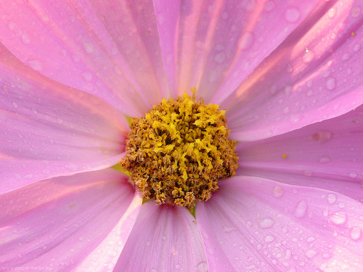 Photo macro fleur Cosmos (Cosmos bipinnatus)