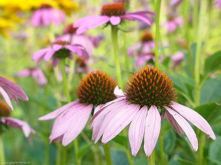 Photo macro fleur Echinacée pourpre (Echinacea purpurea)