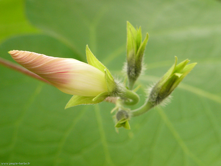 Photo macro fleur Ipomée (Ipomoea purpurea)