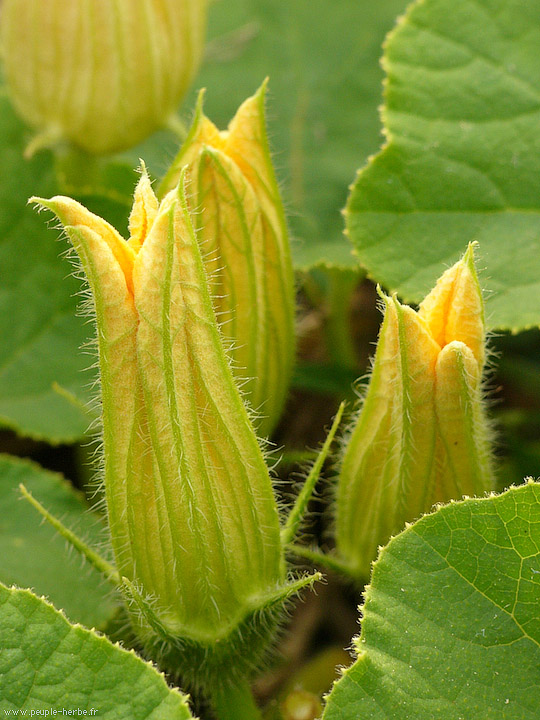 Photo macro fleur Potimarron (Cucurbita maxima)