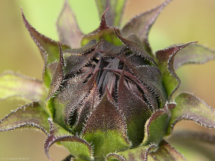 Photo macro fleur Tournesol (Helianthus annuus)